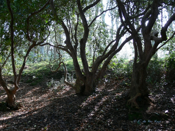 Bois des Moutiers (4) mars 2012